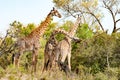 Giraffes fighting in Tanzania, Africa