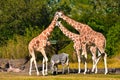 Giraffes forming a triangle with their necks and heads, while zebra eats grass at Bush Gardens