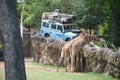 Giraffes at the Fort Worth Zoo, Fort Worth, Texas Royalty Free Stock Photo