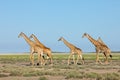 Giraffes walking over Etosha plains