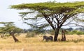 Giraffes and a gravy zebra under the crown of a shady tree Royalty Free Stock Photo