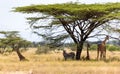 Giraffes and a gravy zebra under the crown of a shady tree Royalty Free Stock Photo