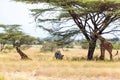 Giraffes and a gravy zebra under the crown of a shady tree Royalty Free Stock Photo