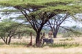 Giraffes and a gravy zebra under the crown of a shady tree Royalty Free Stock Photo