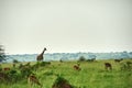 Giraffes Murchison Falls National Park Uganda