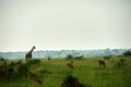 Giraffes Murchison Falls National Park Uganda