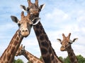Giraffes group of Four