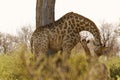 The world`s tallest mammal Giraffe loving her new baby Royalty Free Stock Photo