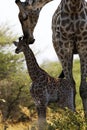 The world`s tallest mammal Giraffe loving her new baby Royalty Free Stock Photo