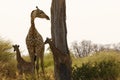 The world`s tallest mammal Giraffe loving her new baby Royalty Free Stock Photo