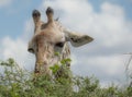 Giraffes head  eating from the tree  zoom photo - Tanzania Royalty Free Stock Photo