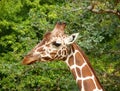 Giraffes head in front of greenery Royalty Free Stock Photo