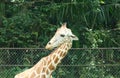 Giraffes Head Royalty Free Stock Photo