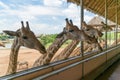Giraffes heads in safari park. Beautiful wildlife animals on sun
