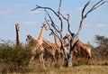 Giraffes herd