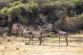 Giraffes herd in savannah. park Manyara, Tanzania Royalty Free Stock Photo