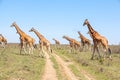 Giraffes herd in savannah Royalty Free Stock Photo