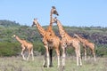 Giraffes herd in savannah Royalty Free Stock Photo