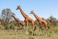 Giraffes herd in savannah Royalty Free Stock Photo