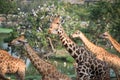 Giraffes group in the forest