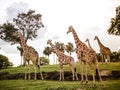 Giraffes