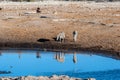 Giraffes an Impalas near a waterhole Royalty Free Stock Photo