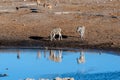 Giraffes an Impalas near a waterhole Royalty Free Stock Photo