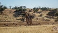 Giraffes and impalas in the savannah, Namibia.