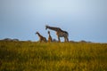 Giraffes at the Isimangaliso wetland park, St Lucia, South Africa Royalty Free Stock Photo