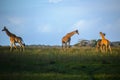 Giraffes at the Isimangaliso wetland park, St Lucia, South Africa Royalty Free Stock Photo