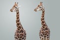 Giraffes Isolated Royalty Free Stock Photo