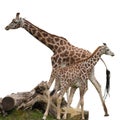 Giraffes Isolated Royalty Free Stock Photo