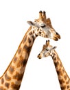 Giraffes isolated on white background Royalty Free Stock Photo