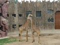 Giraffe@ Jinan Wildlife World, Shandong China