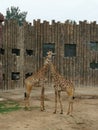 Giraffes @ Jinan Wildlife World, Shandong China