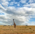 Giraffes in the savannah