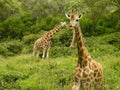 Giraffes through the grasslands, Kenya