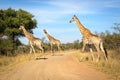 Giraffes Kruger National Park, South Africa Royalty Free Stock Photo