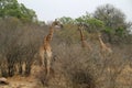Giraffes in Kruger National Park South Africa