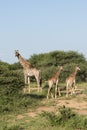 Giraffes in krugerpark Royalty Free Stock Photo