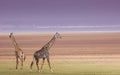 Giraffes in Lake Manyara national park, Tanzania Royalty Free Stock Photo