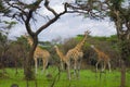 Giraffes in Lake Mburo National Park