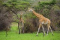 Giraffes in Lake Mburo National Park
