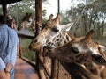 Giraffes at Langata,Nature Education Centre, Nairobi