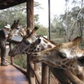 Giraffes at Langata,Nature Education Centre, Nairobi