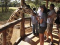 Giraffes at Langata,Nature Education Centre, Nairobi