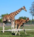 Giraffes