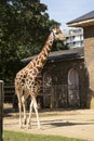 Giraffes at London Zoo, summer day, holidays Royalty Free Stock Photo