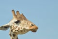 Giraffes Royalty Free Stock Photo