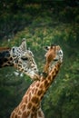 Giraffes in love Royalty Free Stock Photo